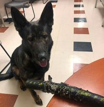 K-9 Police Force’s Favorite Toy Is Clemco 4-Ply Blast Hose
